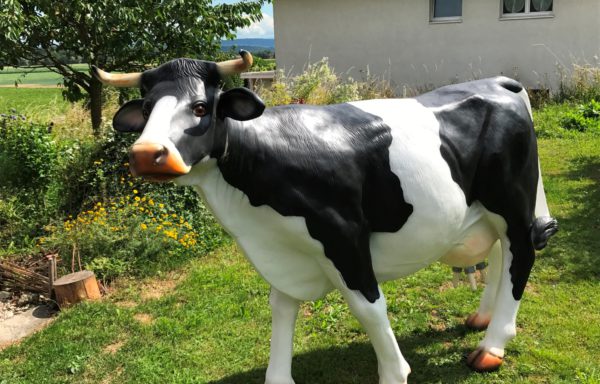 Vache à traire